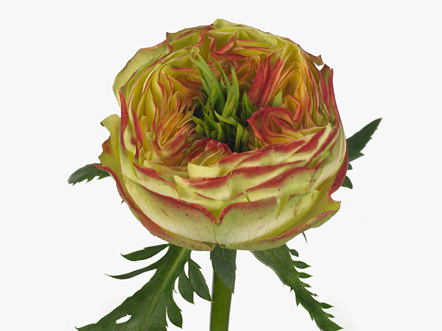 Роза крупноцветковая "Cubana Summerhouse"