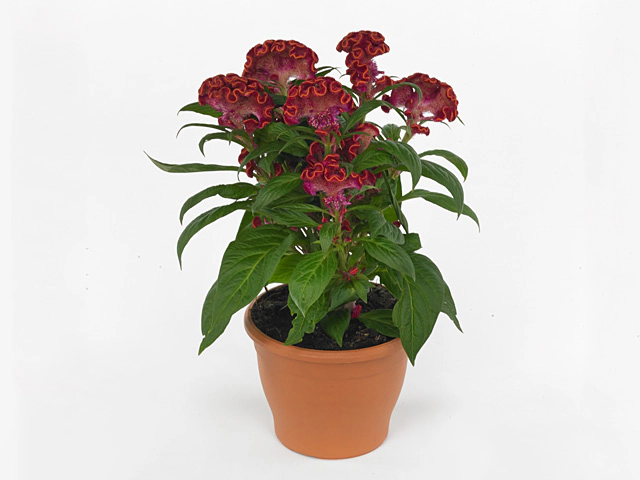 Celosia argentea (Cristata Grp) Twisted Strawberry