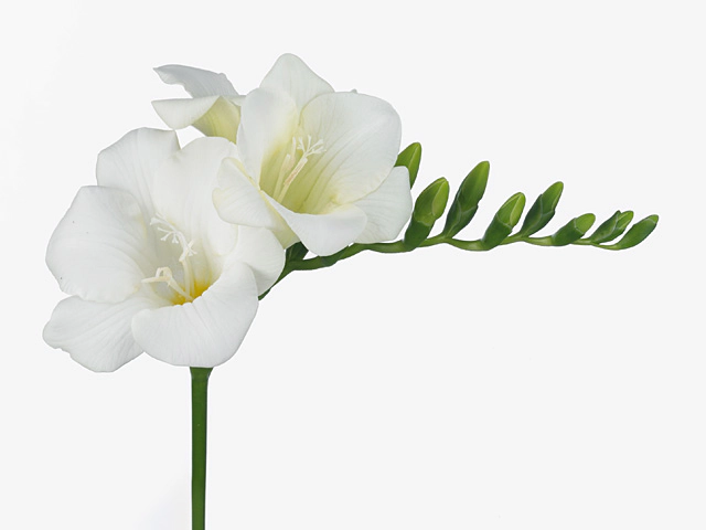 Freesia single flowered Wonderful White