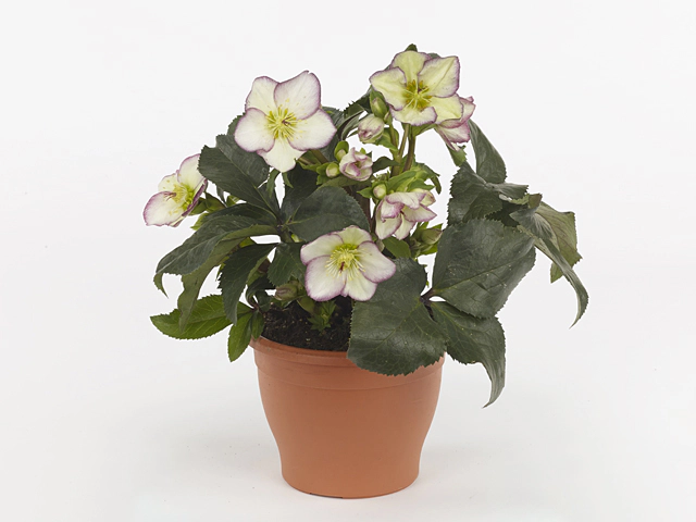 Helleborus Hgc Ice N' Roses Frosted Rose