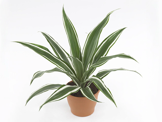 Dracaena fragrans (Deremensis Grp) White Stripe