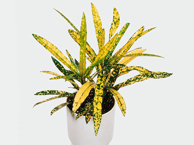 Codiaeum variegatum 'Gold Star'