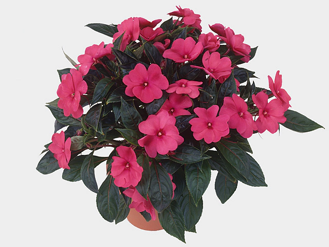 Impatiens (New Guinea Grp) Colorpower Deep Pink