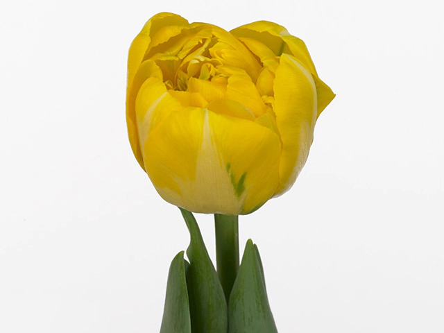 Tulipa (Double Early Grp) Senora