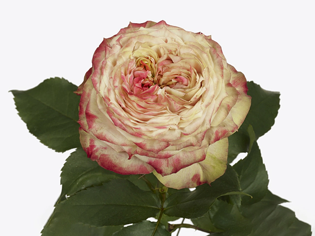 Rosa large flowered Apple Jack