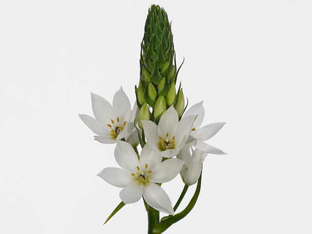 Ornithogalum thyrsoides 'Goblin'