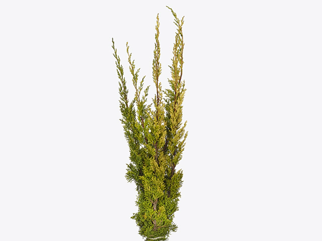Juniperus chinensis 'Plumosa Aurea' per bunch