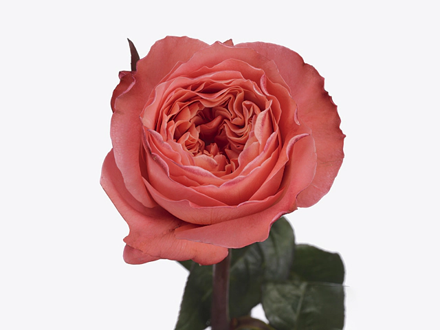Роза крупноцветковая "Candy X-Pression"