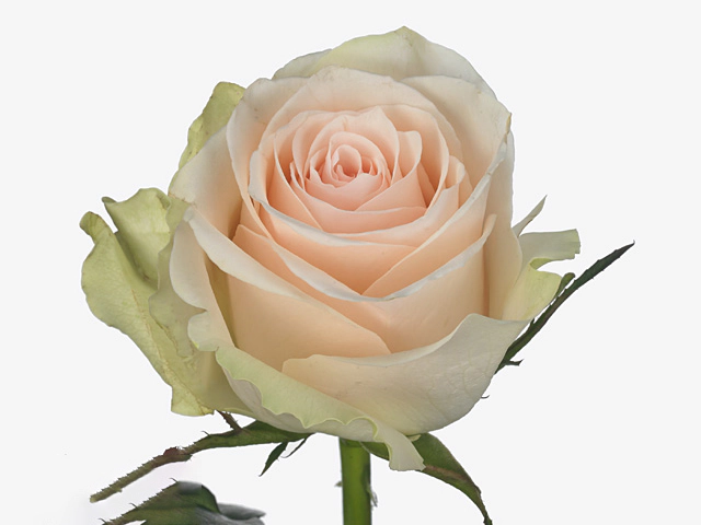 Роза крупноцветковая "Julie"