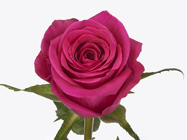 Rosa large flowered Axum