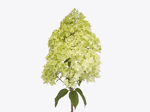 Hydrangea paniculata Diamantino