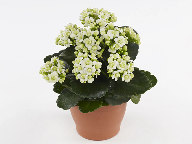 Kalanchoe double 'Cheryl'