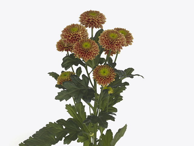 Chrysanthemum (Indicum Grp) spray Souvenir Orange
