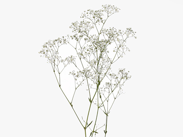 Gypsophila paniculata Xlence