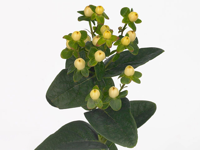 Hypericum androsaemum Ice Classic