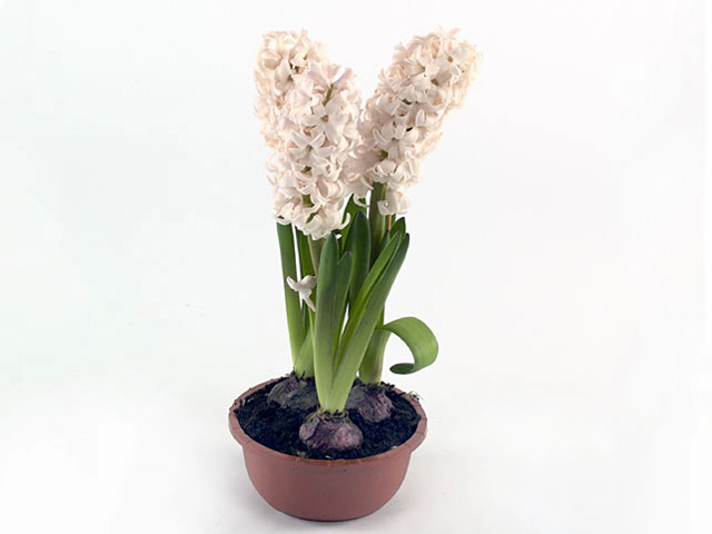 Hyacinthus orientalis 'Apricot Passion'