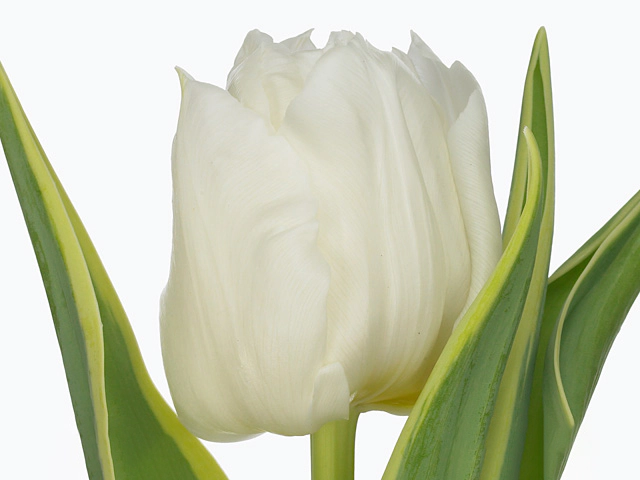 Тюльпан махровый ранний "The Edge"