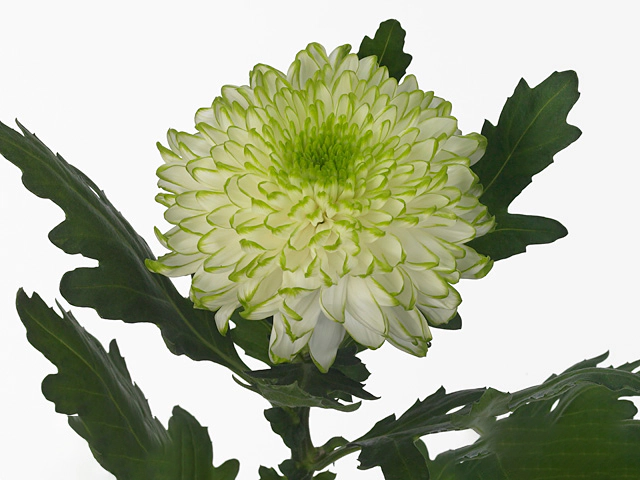 Chrysanthemum (Indicum Grp) disdudded 'Zembla Lime'