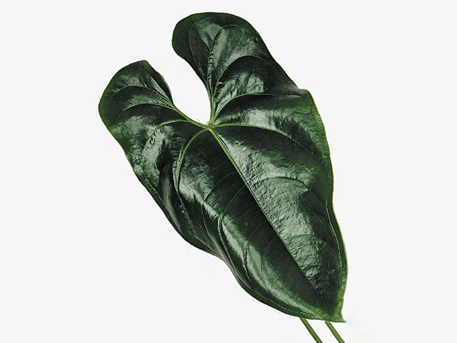 Anthurium (Andreanum Grp) leaf other