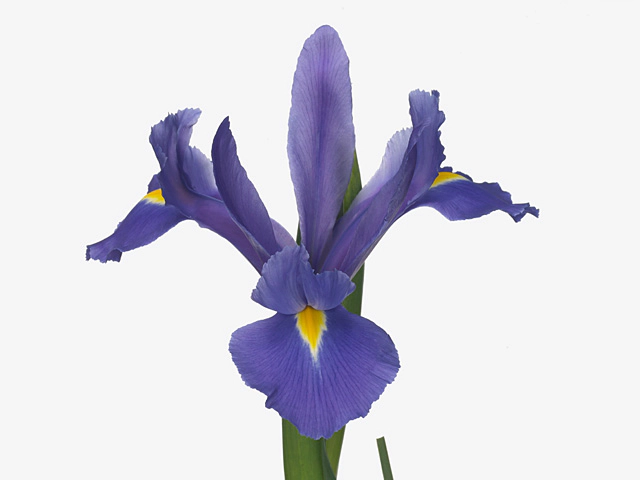 Iris (Dutch Iris Grp) 'Mira'