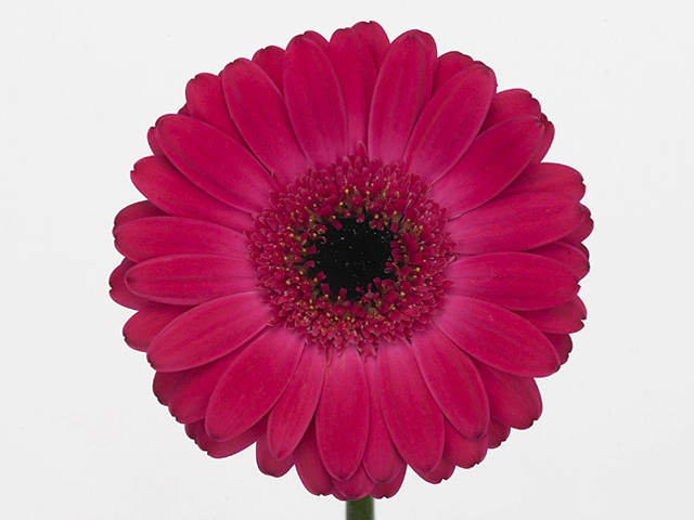 Гербера мини "Rowan"