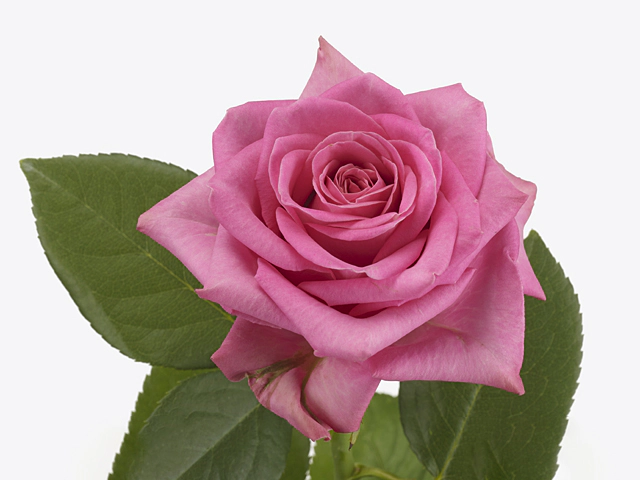 Роза крупноцветковая "Lovely Pink"