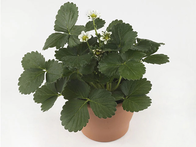 Fragaria x ananassa 'Grandian'