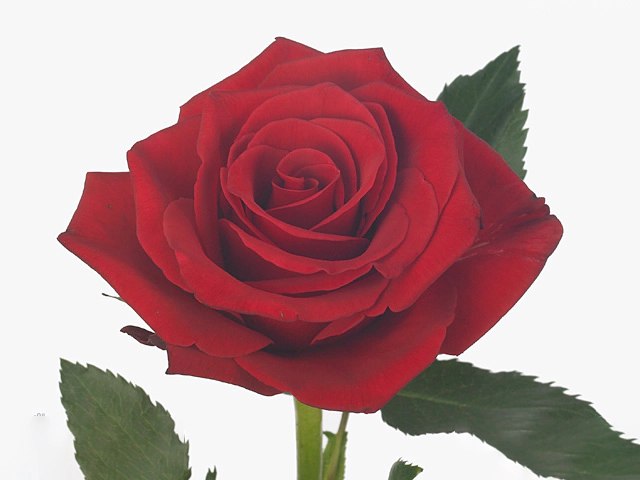 Rosa large flowered Red Secret