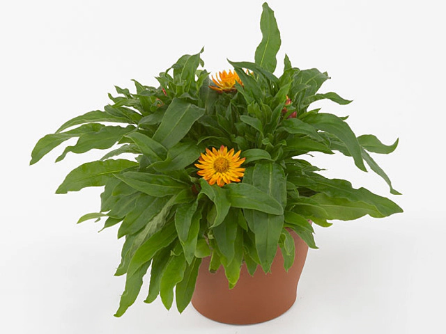 Xerochrysum Mohave Orange Dream