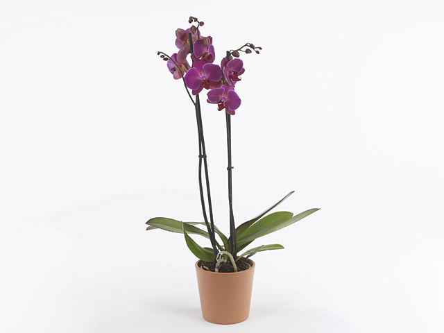 Phalaenopsis Chelsion