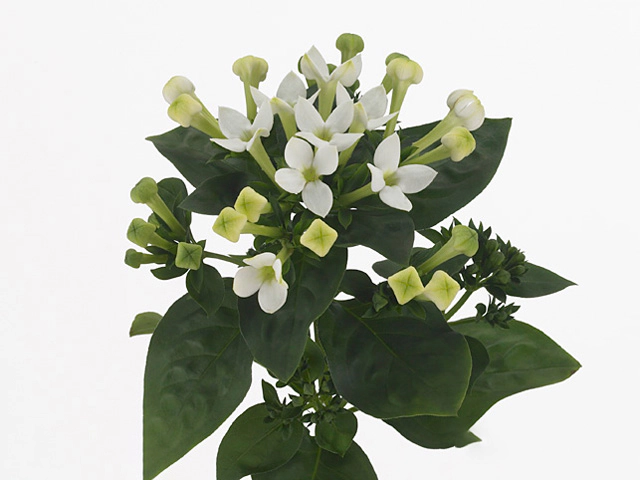 Бувардия одноцветковая "Royal White Verde"