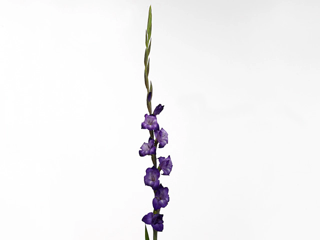Гладиолус крупноцветковый "Purple Mate"