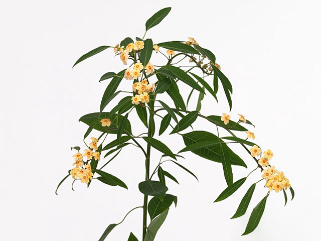 Euphorbia fulgens branched 'Cognac Baron'