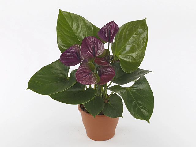 Anthurium (Andreanum Grp) Floriclone Tesoro