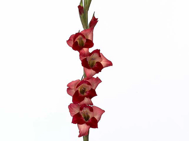 Gladiolus (Small-flowered Grp) Glamini Emily