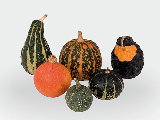 Cucurbita