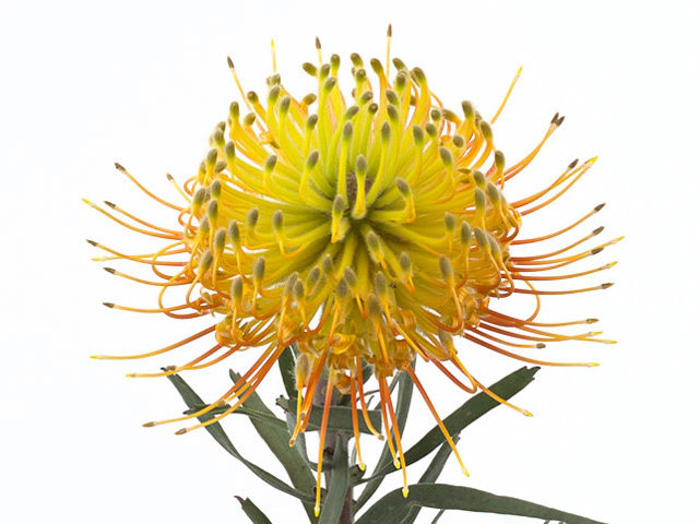 Leucospermum cordifolium 'Brandi'