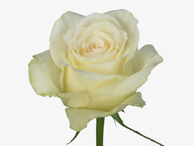 Роза крупноцветковая "Pegasso"