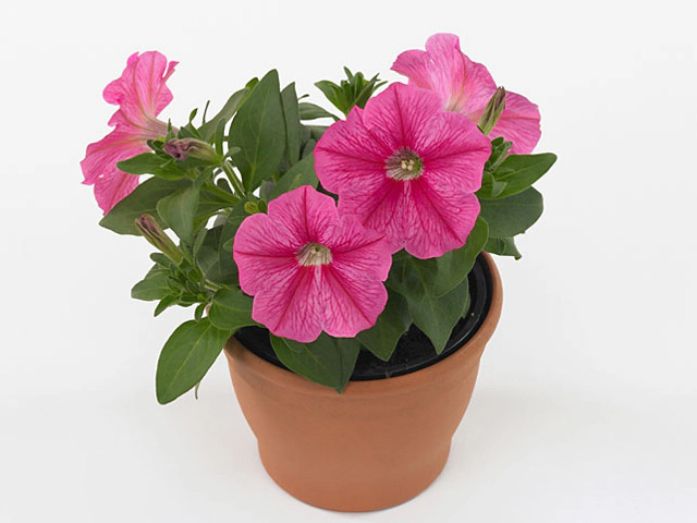 Петуния "Famous Pink Star"