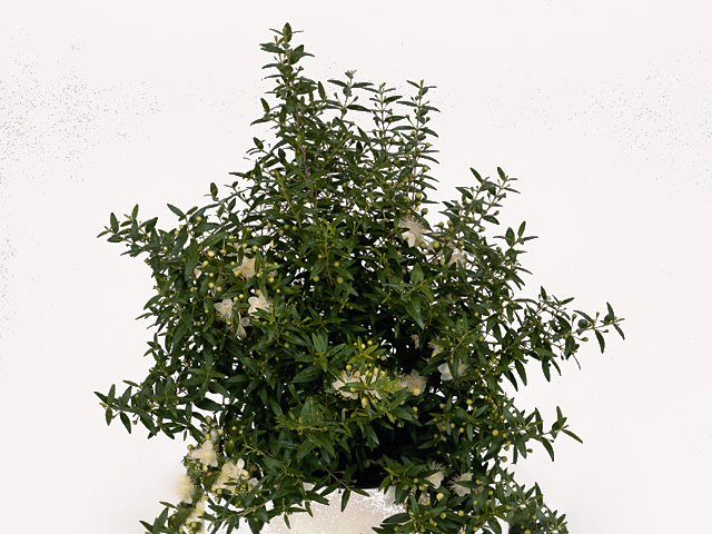 Myrtus communis