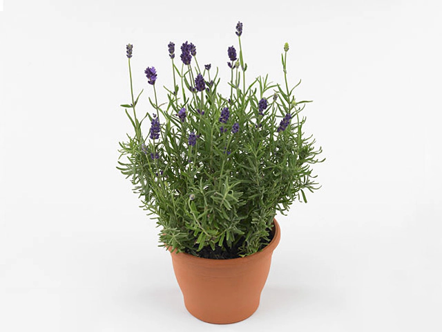 Lavandula angustifolia 'Essence Purple'