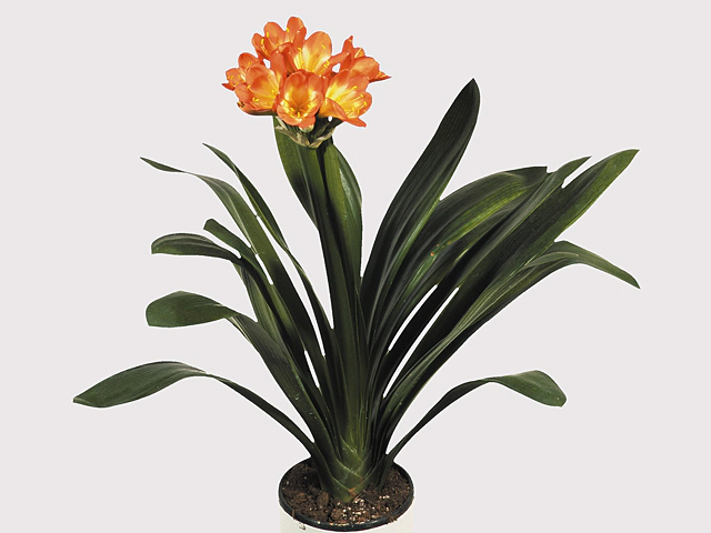 Clivia miniata