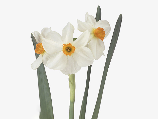 Narcissus (Tazetta Grp) 'Geranium'