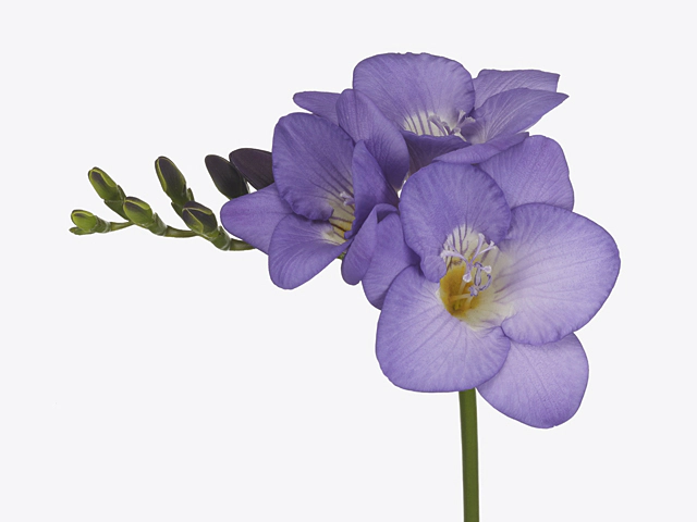 Freesia single flowered 'Blue Velvet'