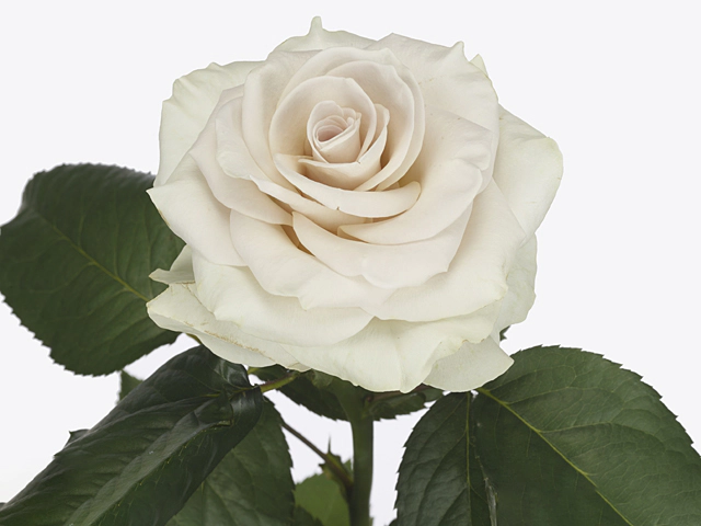 Роза крупноцветковая "Off-White!"