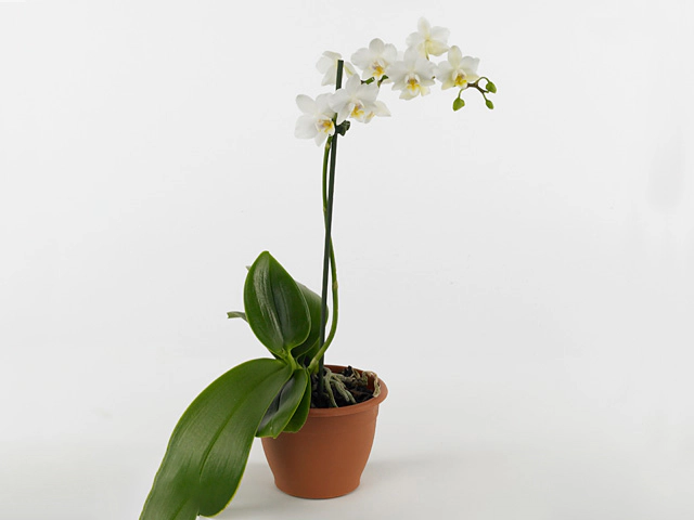 Phalaenopsis Anthura Esmeraldas