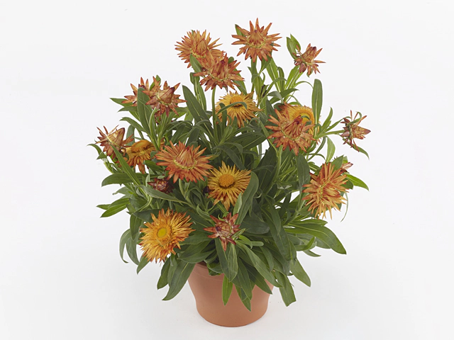 Xerochrysum bracteatum Crispy Orange