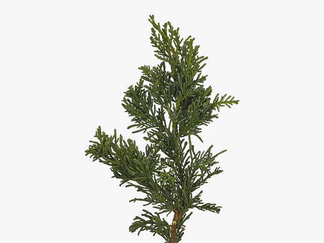 Chamaecyparis obtusa 'Lycopodioides'