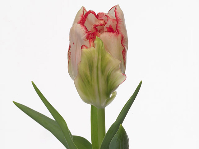 Тюльпан махровый поздний "Cartouche"