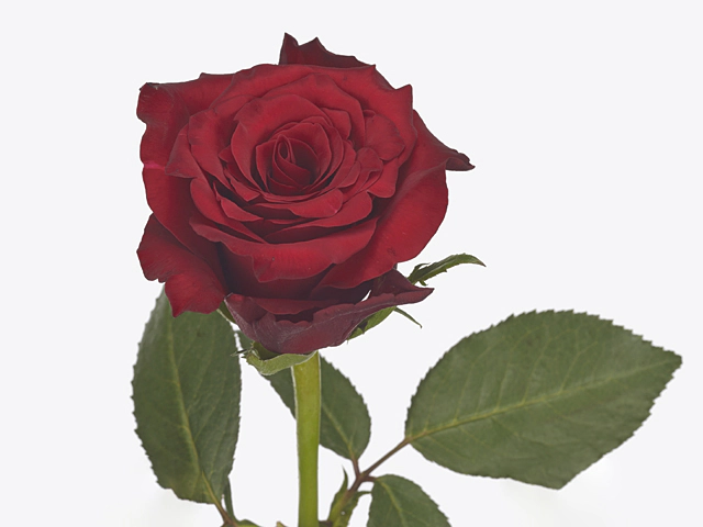 Роза крупноцветковая "Infrared"